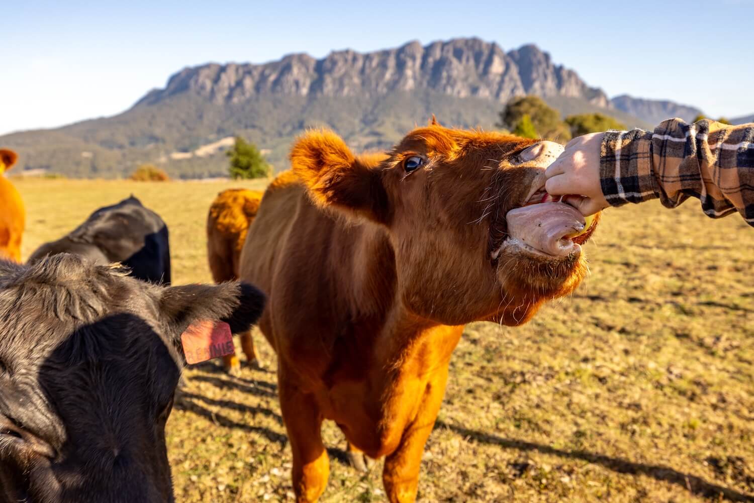 eagles-nest-retreat-farm-tour-cow-feeding